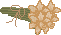 spr_cl17.gif (1321 bytes)