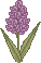spring_hyac04.gif (1297 bytes)