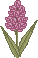 spring_hyac05.gif (1297 bytes)