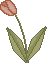 spring_tulip1pb.gif (1292 bytes)